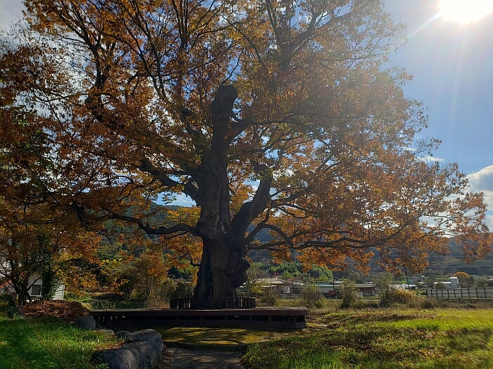 A 440 year old tree with colored leaves and the sun shining through casting shadows on the grass