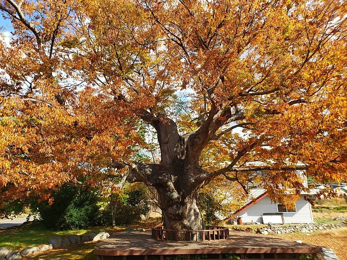 A 440 year old tree with orange leaves in the fall casting shadows on a wooden deck