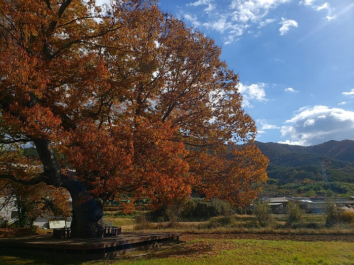 A 440 year old tree with orange leaves in the fall against mountains