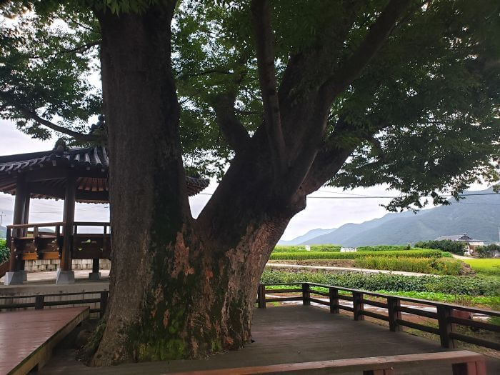 A 540 year old tree near rice fields in a village