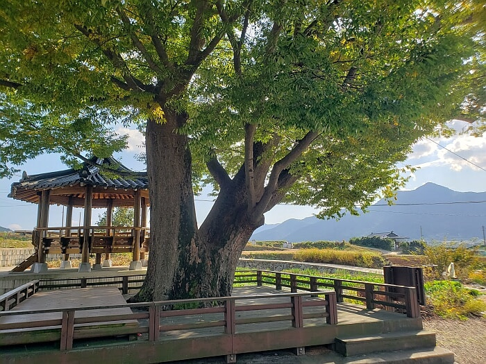 A 540 year old tree with a wooden deck