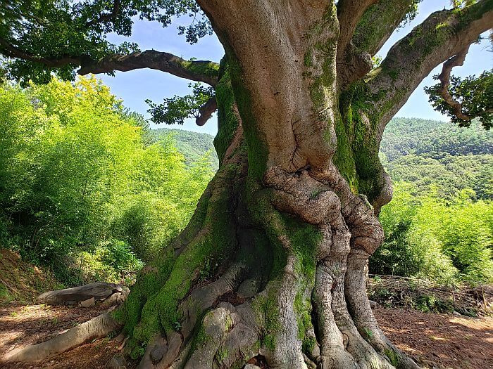 550 year old tree trunk with moss and wrinkles next to a cluster of bamboo
