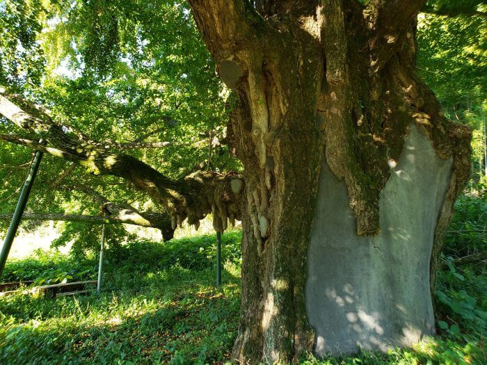 840 year old ginko tree in South Korea