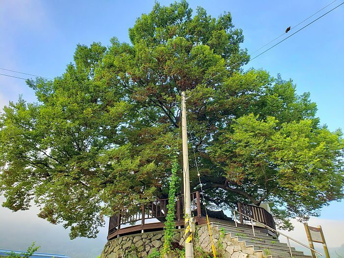 A 440 year old tree on a platform with stairs and a round deck
