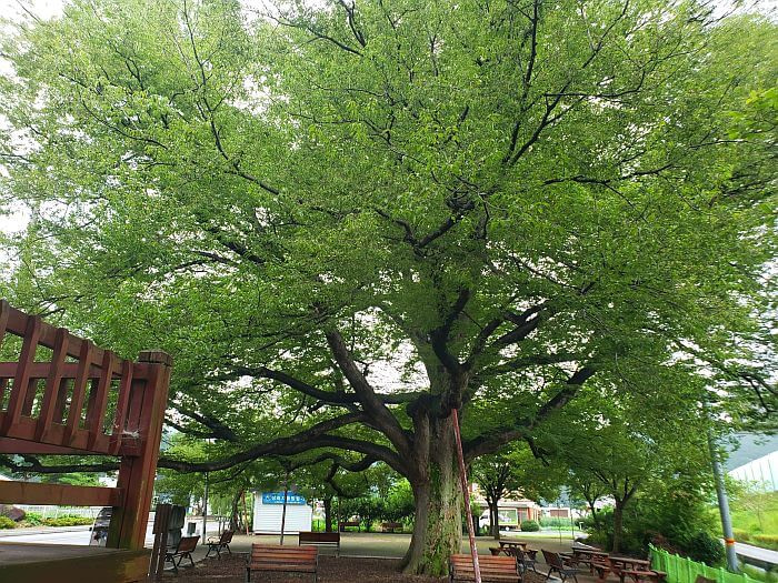 A full tree next to a deck of stairs