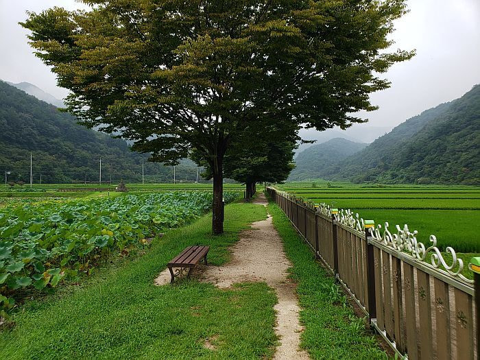 A path and fence between a lotus pond and rice fields