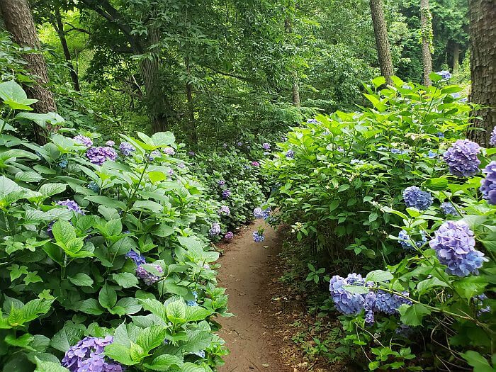 A path between hydrangeas in the forest