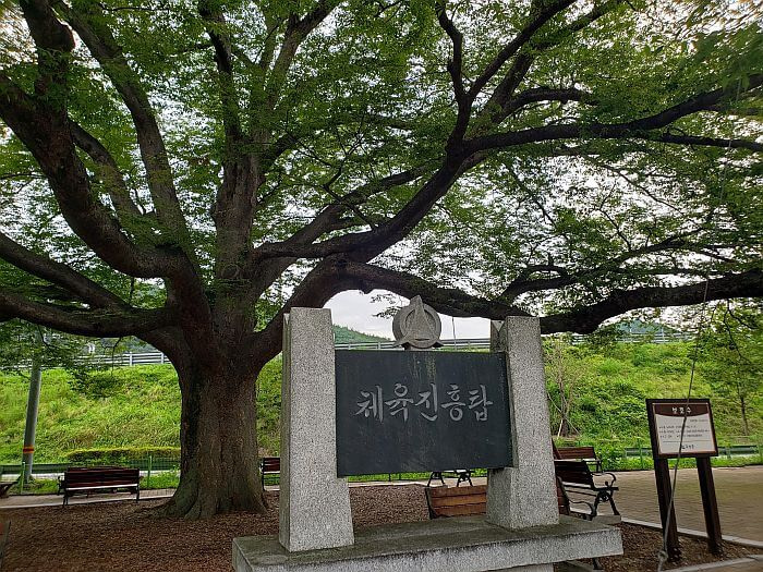 A plaque in front of a 200 year old tree