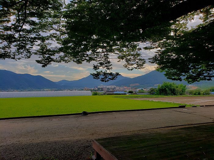 A wooden platform under a tree overlooking rice fields and mountains