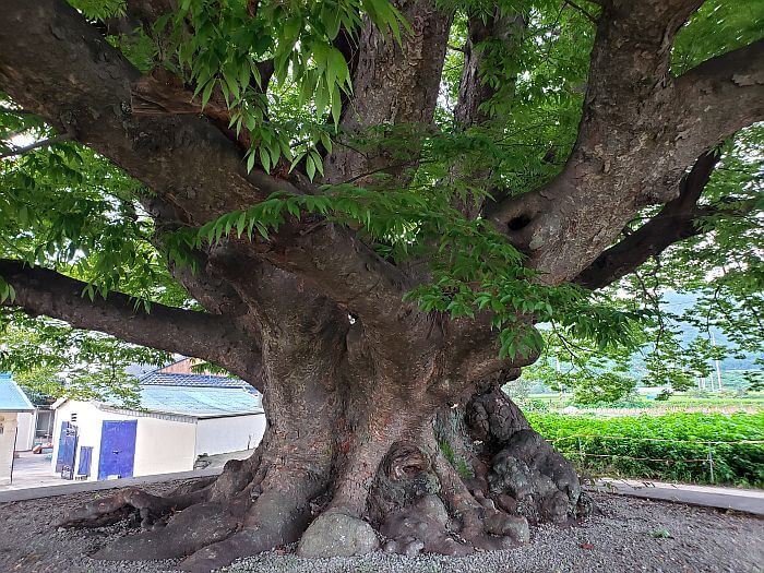 A wide tree with a thick stump