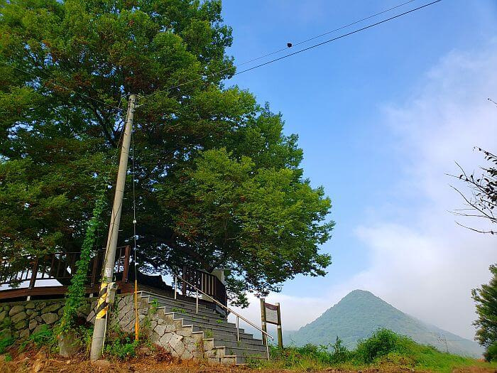 An old tree on a hill with a pointy mountain