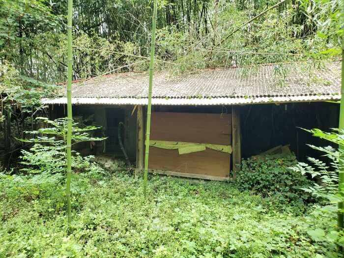 An abandoned hanok in weeds and bamboo