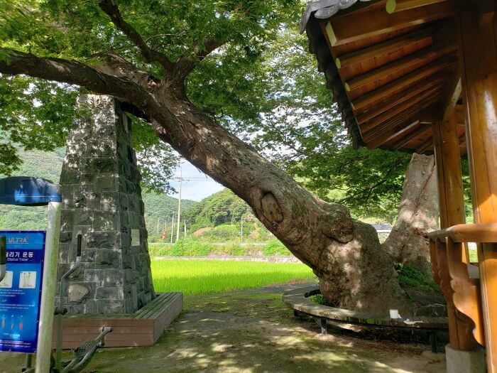 An old tree leaning on a stone tower next to exercise equipment