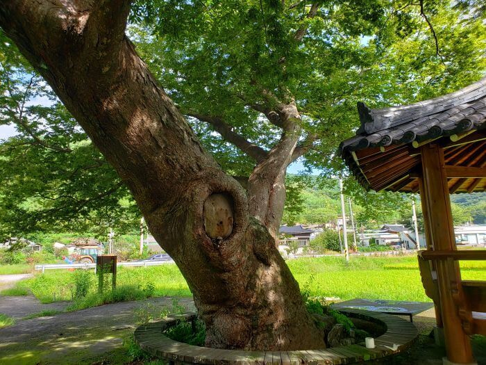 An old tree next to a gazebo and rice fields