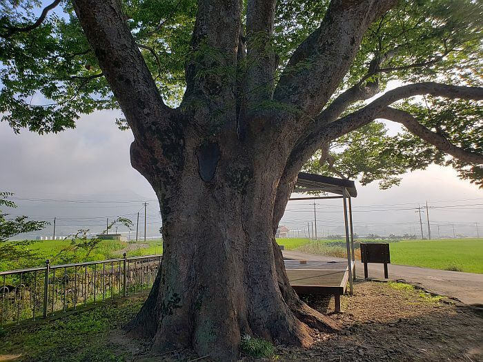 An old tree next to a platform in front of rice fields on a misty morning