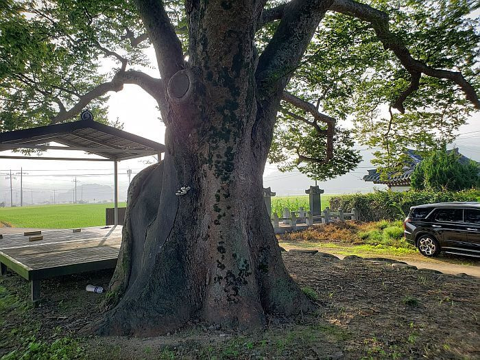 An old tree next to graves and rice fields on a misty morning
