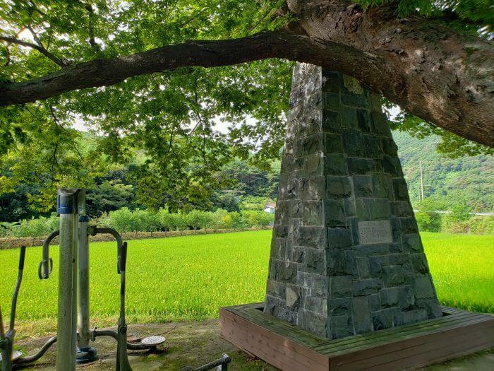An old tree leaning on a stone tower next to exercise equipment and rice fields