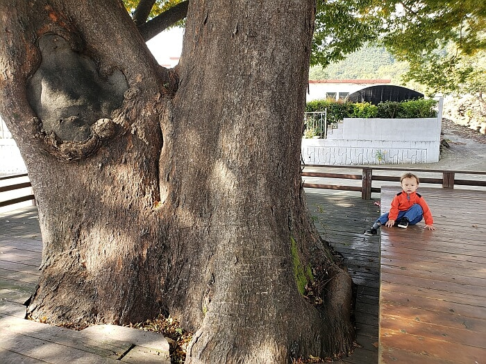 Baby Noah sitting on a wooden deck next to an old tree