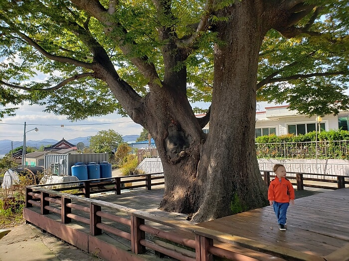 Baby Noah walking on a platform next to an old tree in a village