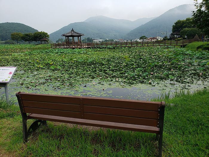 A bench facing the lily and lotus pond with a gazebo in the center