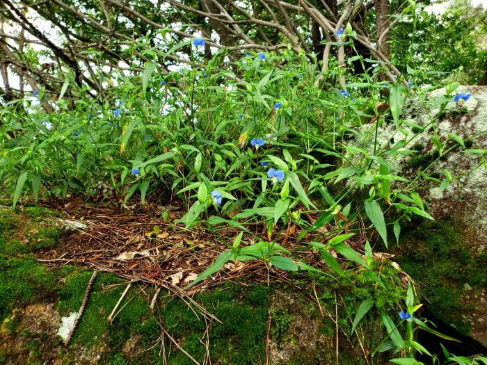 Blue and pink flowers growing on mossy rocks