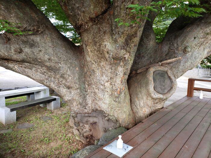 A bottle on a platform next to an old tree
