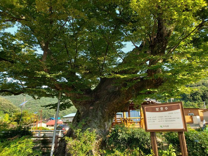 Branches and leaves of a leaning tree next to a sign