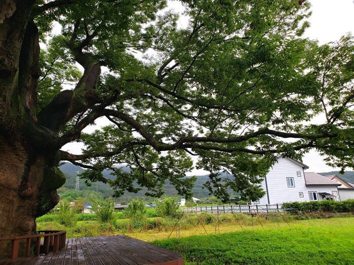 Branches extending over a grassy yard