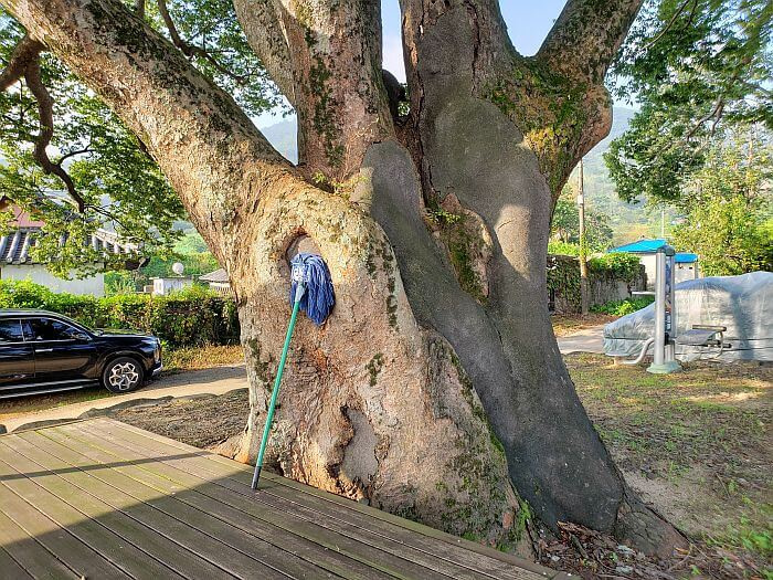 A broom leaning against a large, old tree