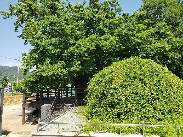 A burial mound covered in green growth in front of a 320 year old tree