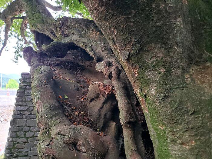 Cement-like filling in hollow trunk of a 440 year old tree