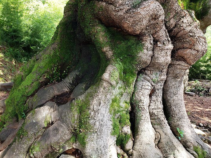 Moss growing on a 550 year old tree in South Korea with a bunch of wrinkles in the stump