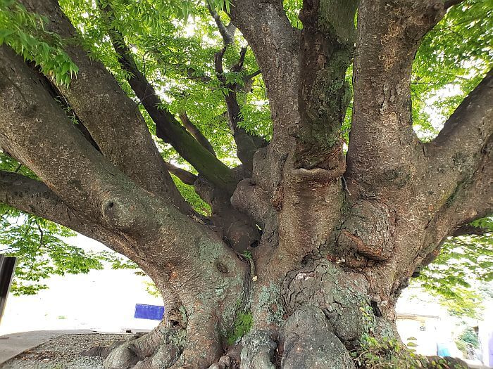 A closeup of a wide stump with many thick branches protruding in all directions