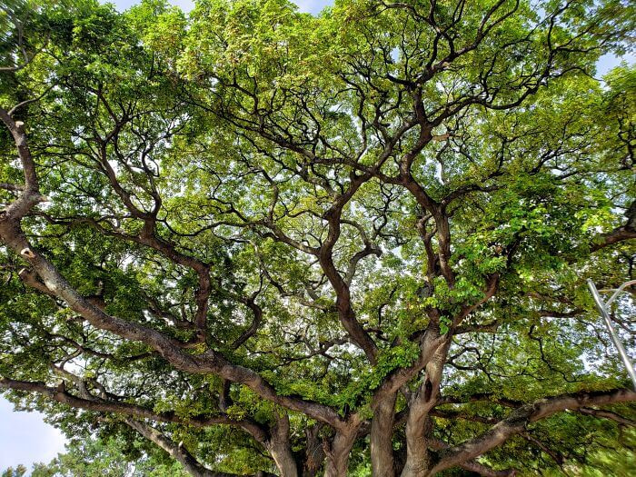 A complicated network of tree branches