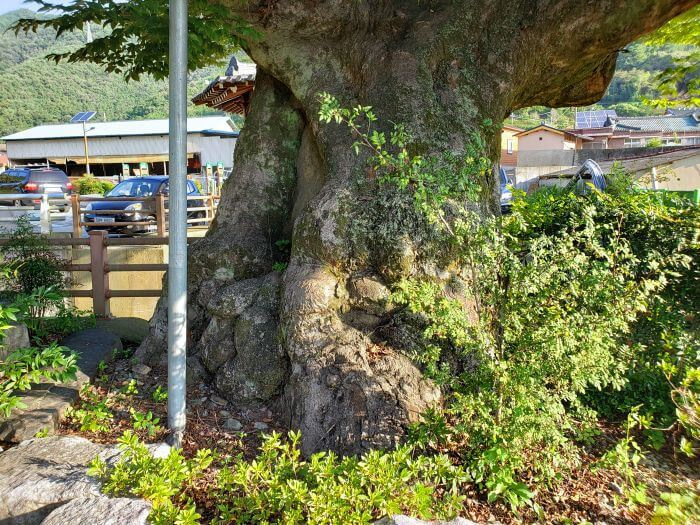 The cool stump of an old tree