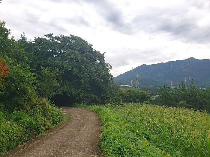 A country road leading to an old tree