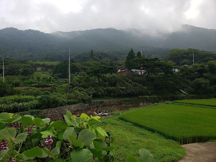 Sections of rice growing next to a stream with trees and houses along the base of a mountain