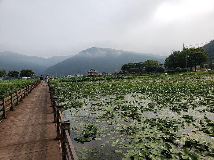 A couple walking along a wooden boardwalk through a muddy field