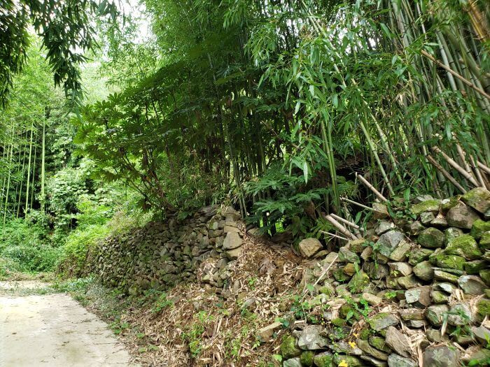 A crumbled hole in the wall of stacked rocks along a driveway through bamboo