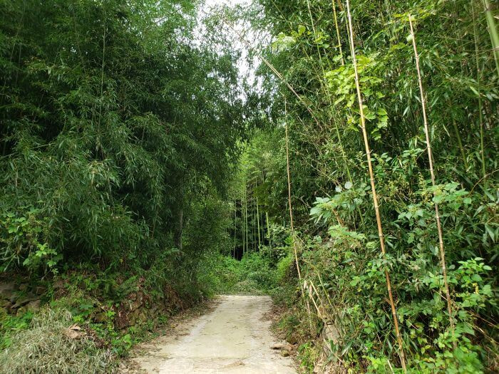 A driveway through bamboo