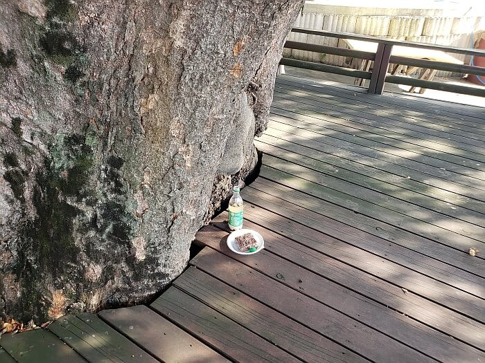 A food offering of rice cake and a bottle of something for the tree next to the trunk