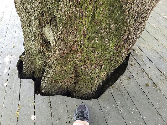 A foot next to a tree trunk growing through a cutout in the deck
