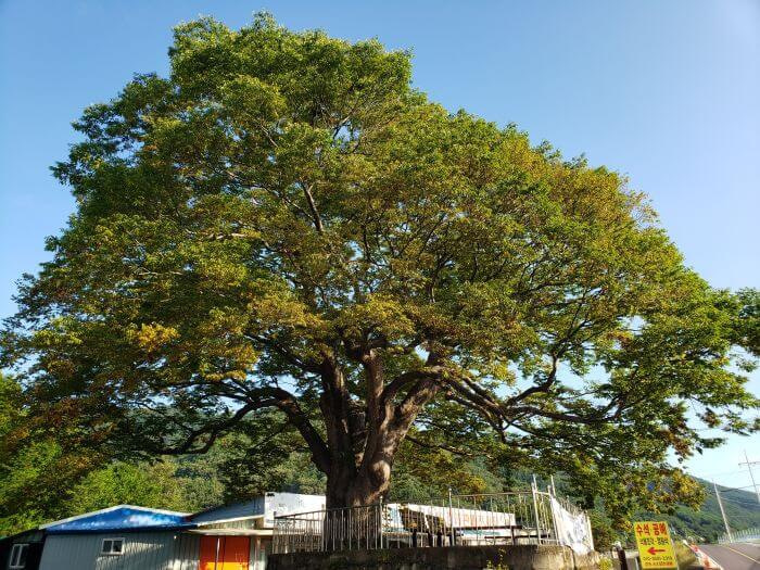 Full view of a 290 year old tree on a platform in front of a store