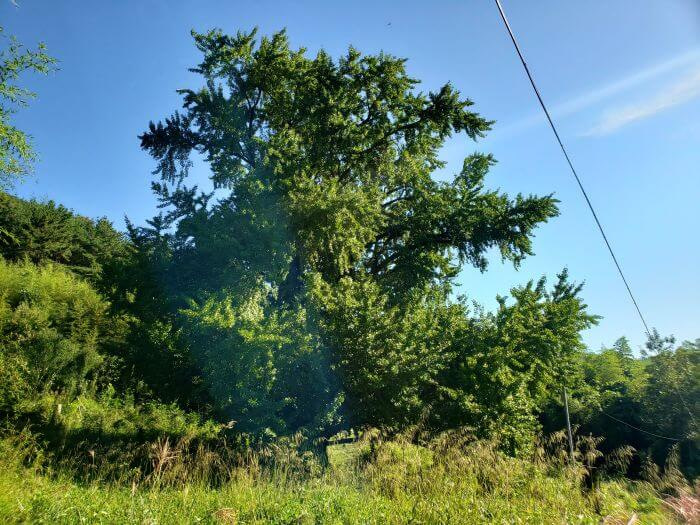 Full view of an old ginko tree in tall grass