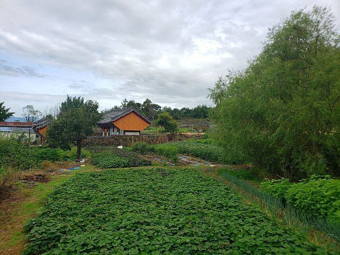 Gardens along a wall in a village