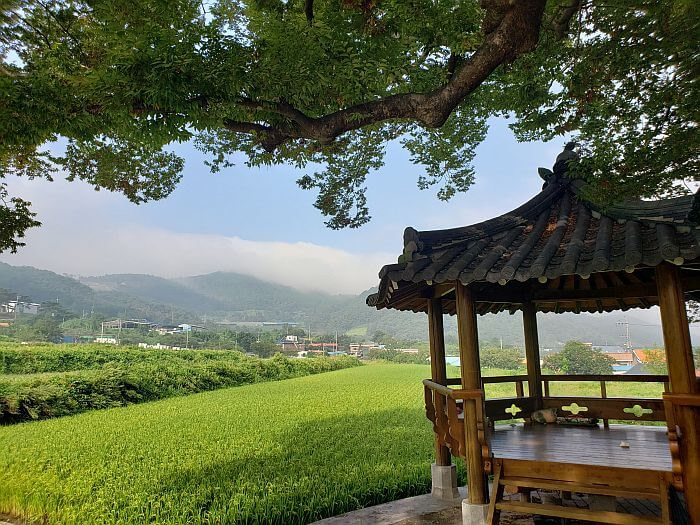 A gazebo under an old tree next to rice fields