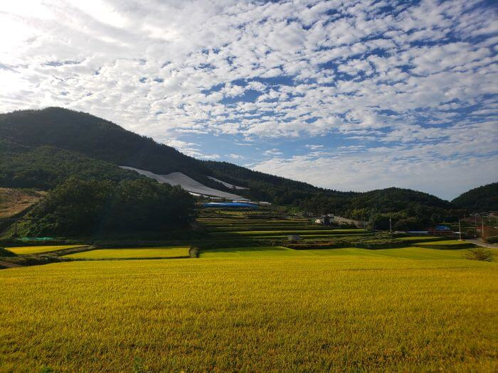 Golden rice paddies on a mountainside