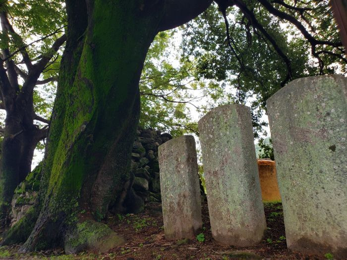 Gravestones next to an old tree