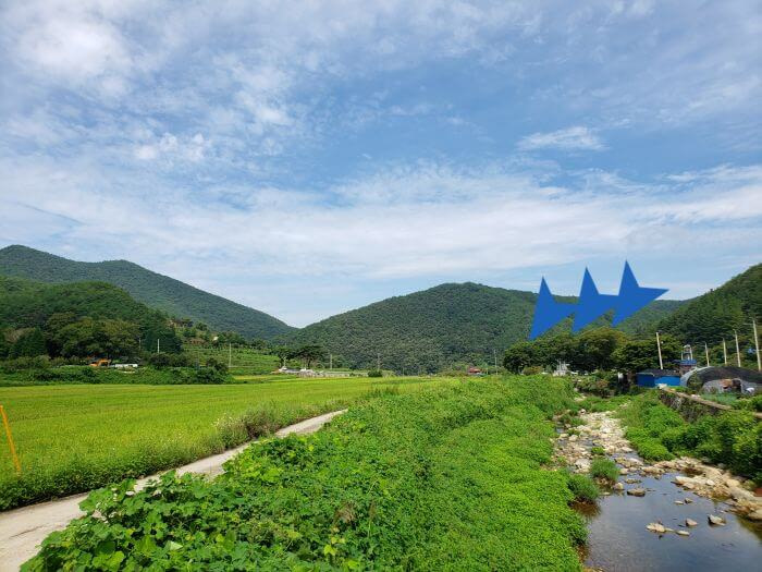 A group of 3 old trees next to rice fields and a stream
