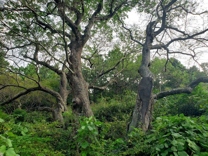 Group of 3 eerie looking trees in weeds on a mountainside